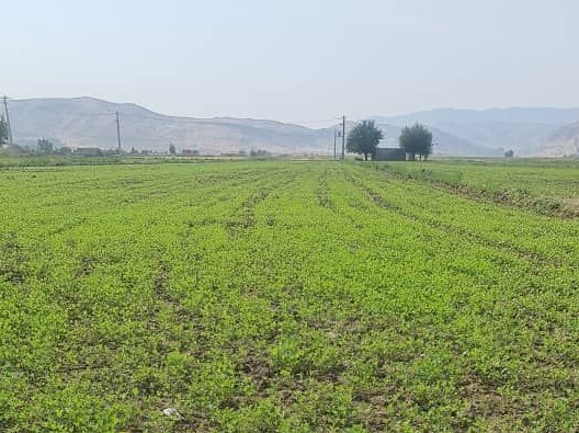 مزرعه یونجه ایتالیایی GEA در تویسرکان استان همدان